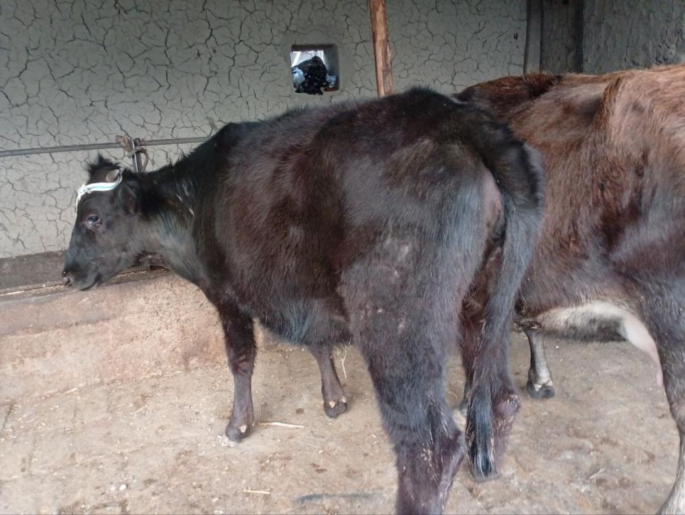 6 ойлик богоз хунажин сотилади