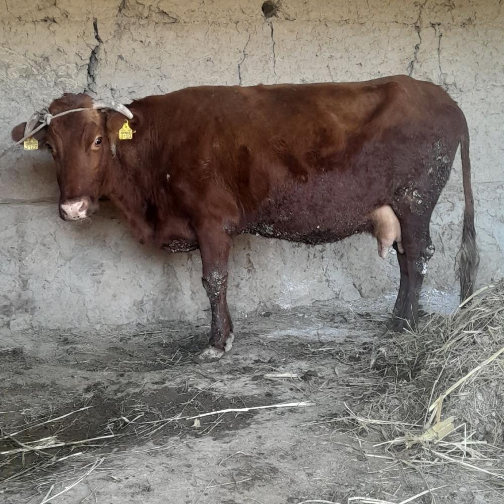 Она бола сигир сотилади