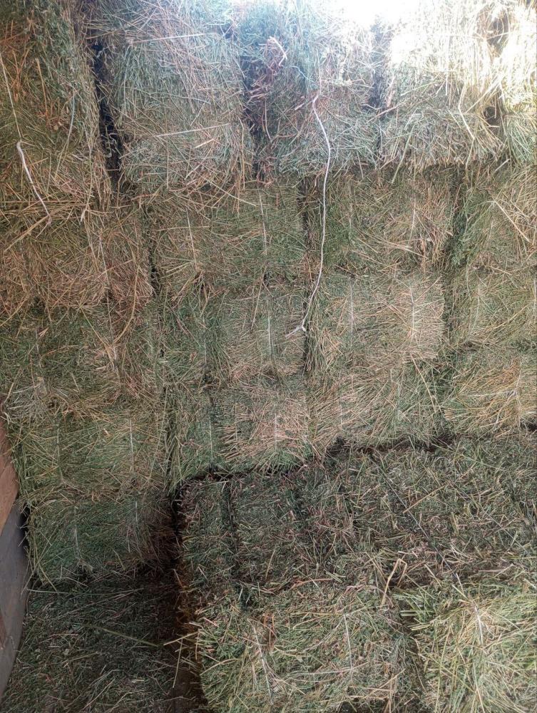 Beda 1000 ta sotiladi