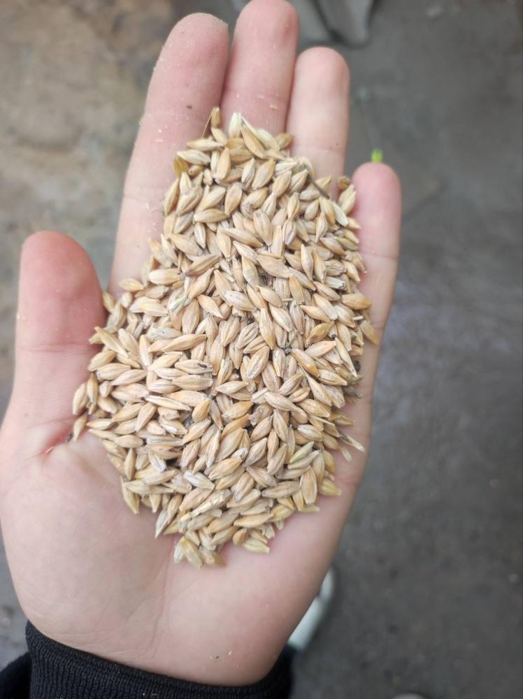 Қозоқ арпа (оқ) қуриқ қопда