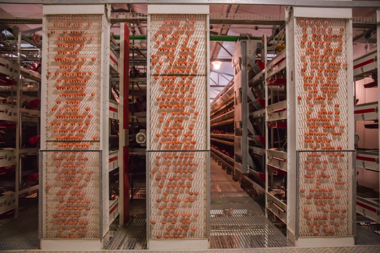 Тухум йиғиш ускуналари