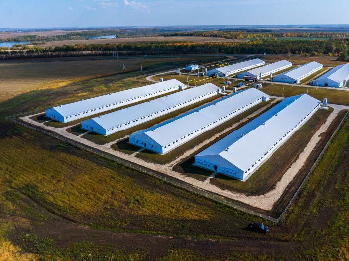 Парранда уйлари