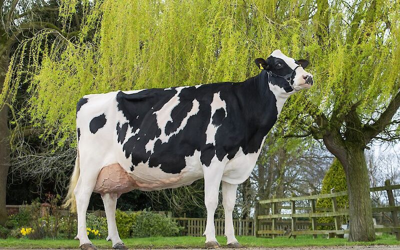 Сигир (сут учун)