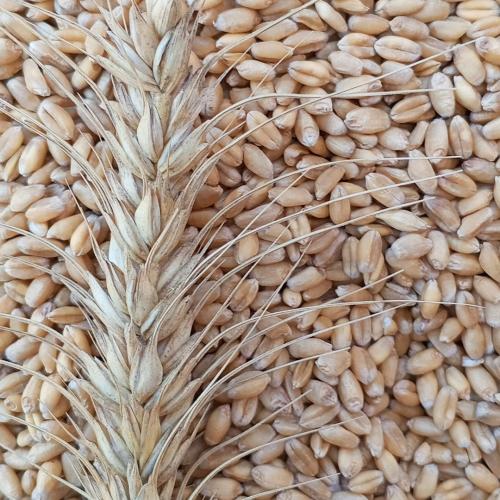 Bugʻdoy 8 tonna qopli