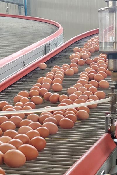 Тухум учун ускуналар