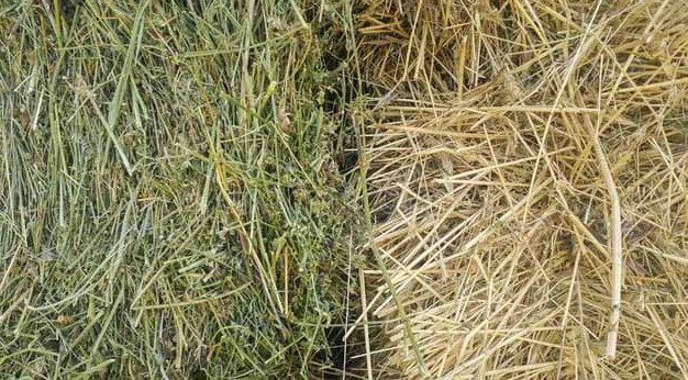 Аралаш яшил ўтлар