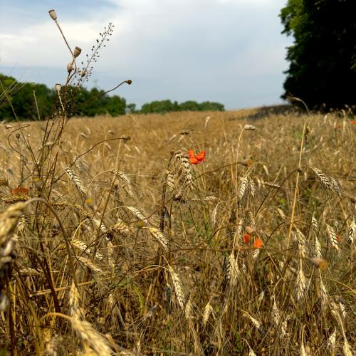 Жавдар пичани