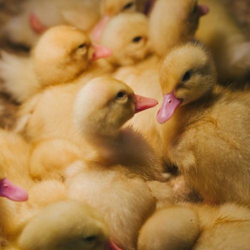 Несушка жўжалар