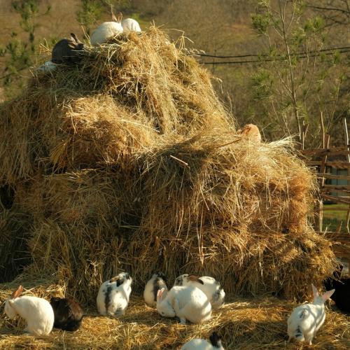 Мини прессланган ўтлар