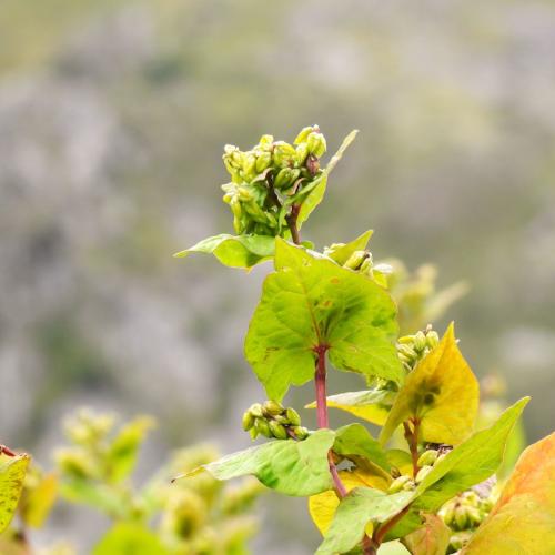 Қорабугдой