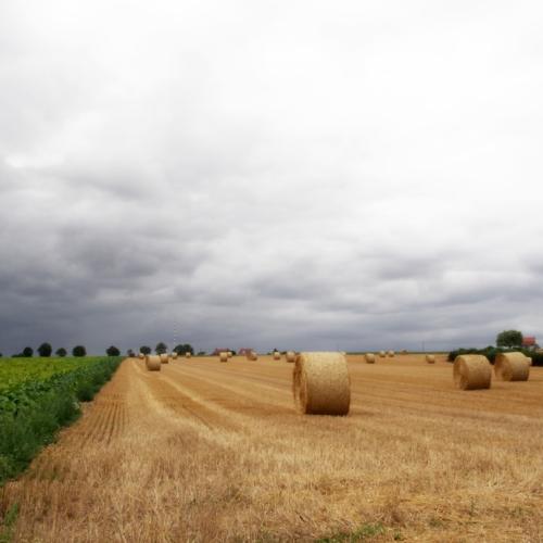 Рулон пичан