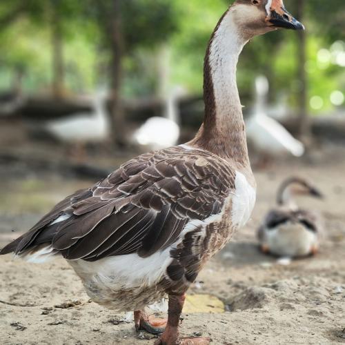 Урадек ва ғоз бинолари