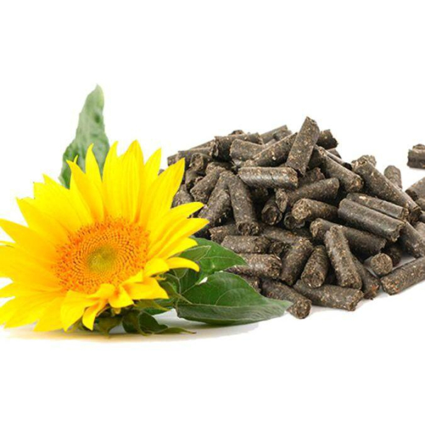 Кунгабоқар шроти