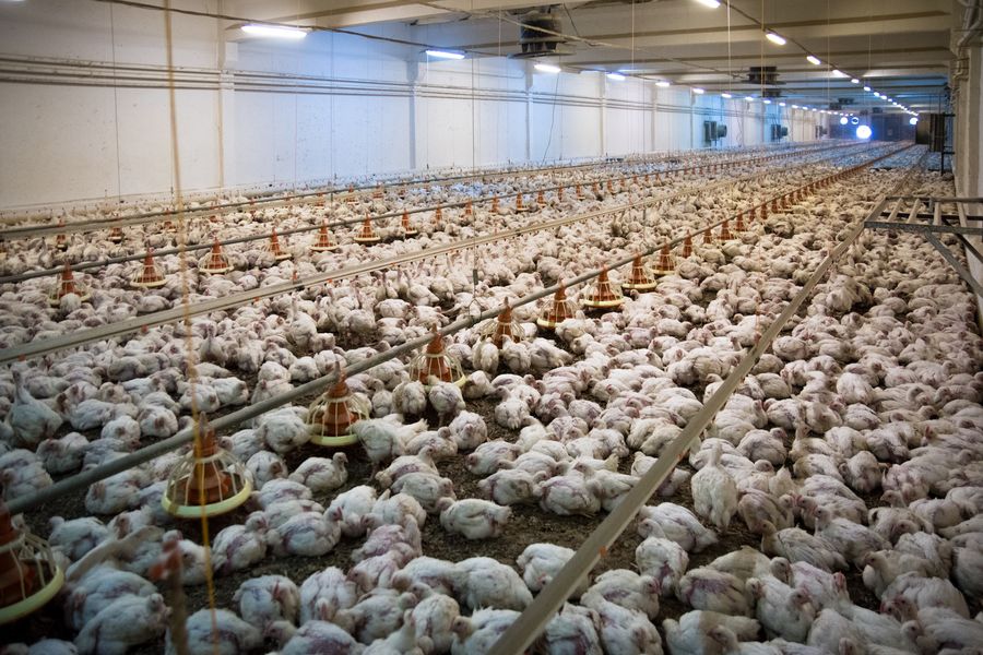 Бройлер бинолари