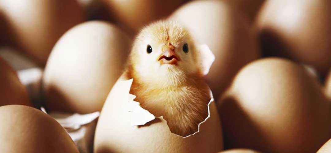 Кунлик жўжалар